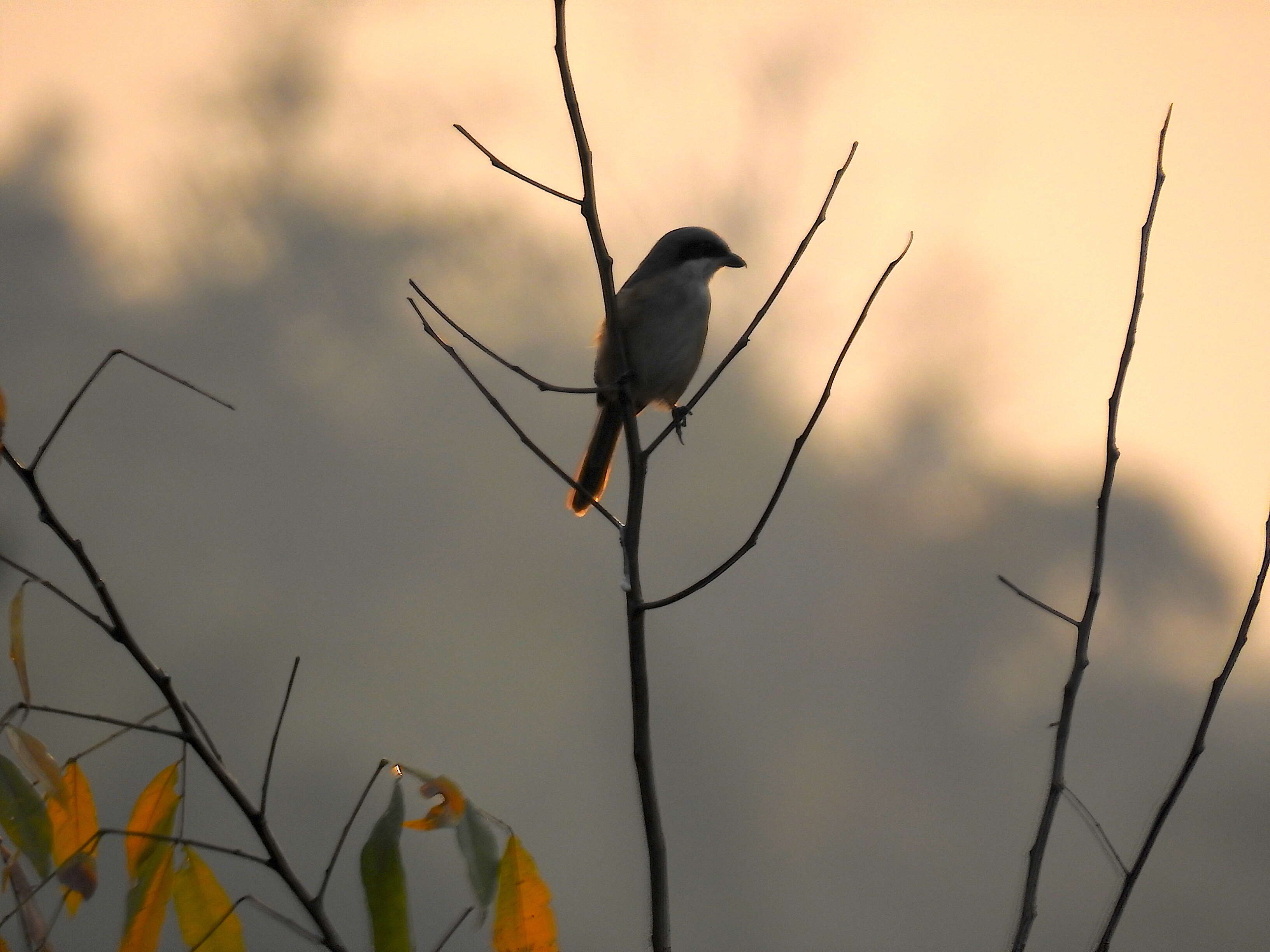 Image of Grey-backed Shrike