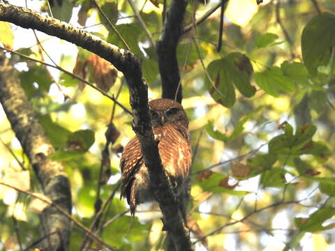 Image of Asian Barred Owlet