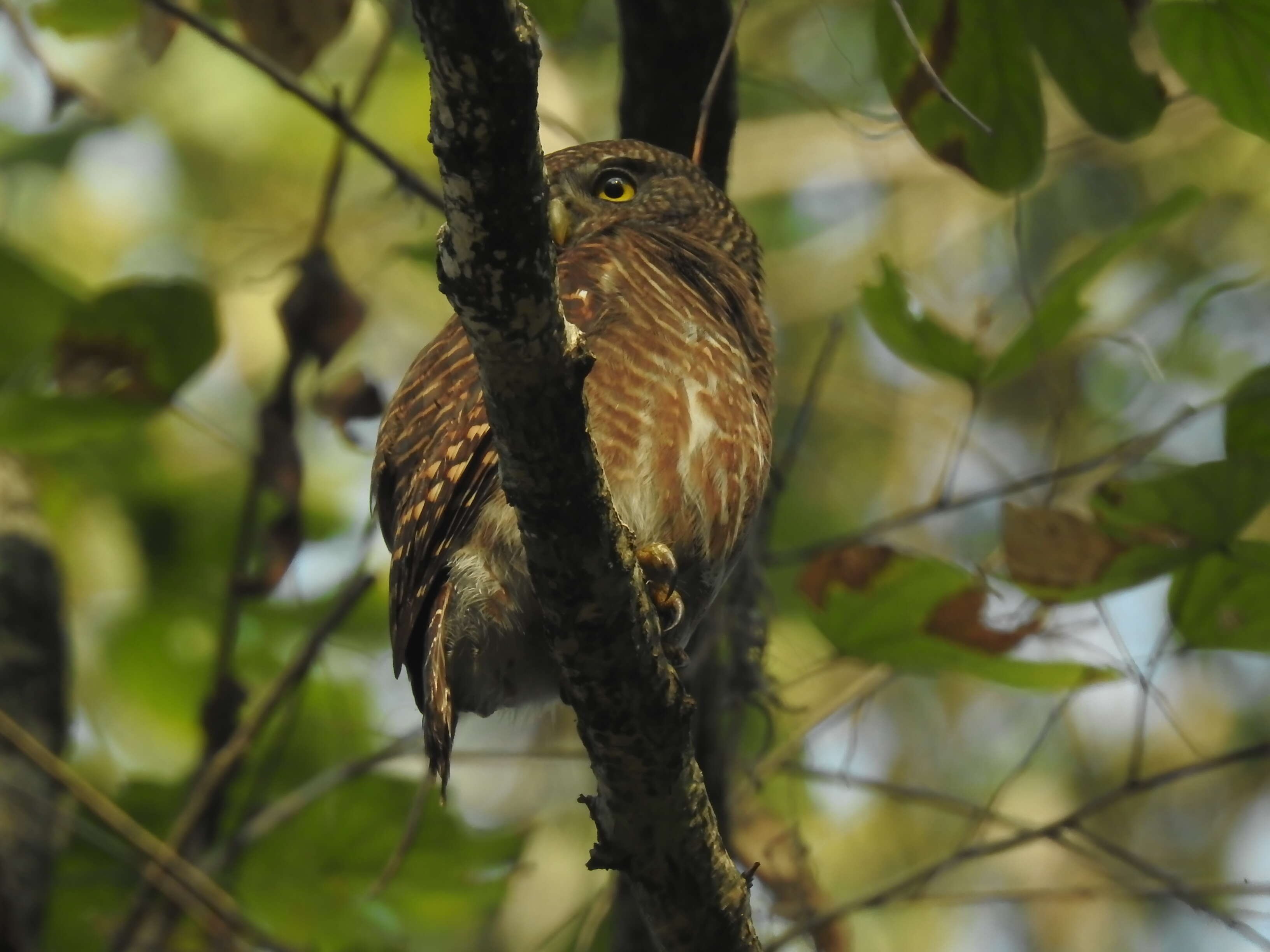 Image of Asian Barred Owlet