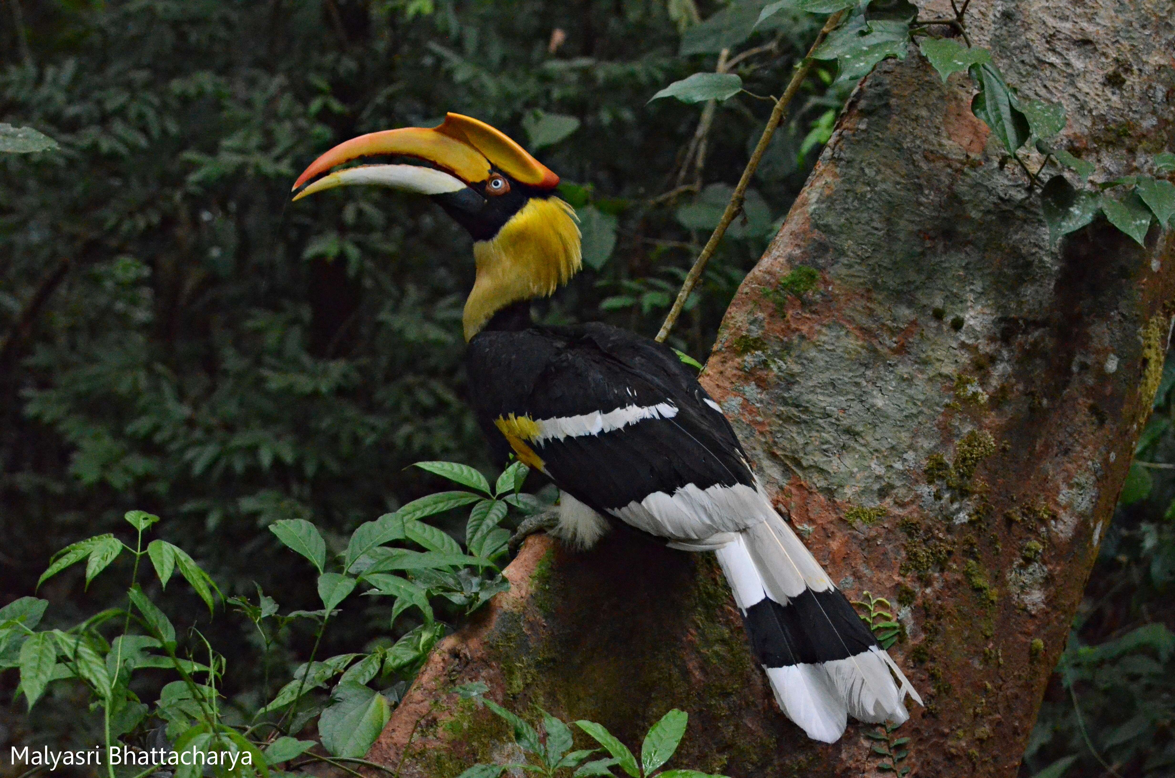 Image of Great Indian Hornbill