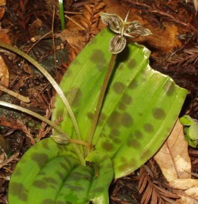 Sivun Scoliopus bigelovii Torr. kuva