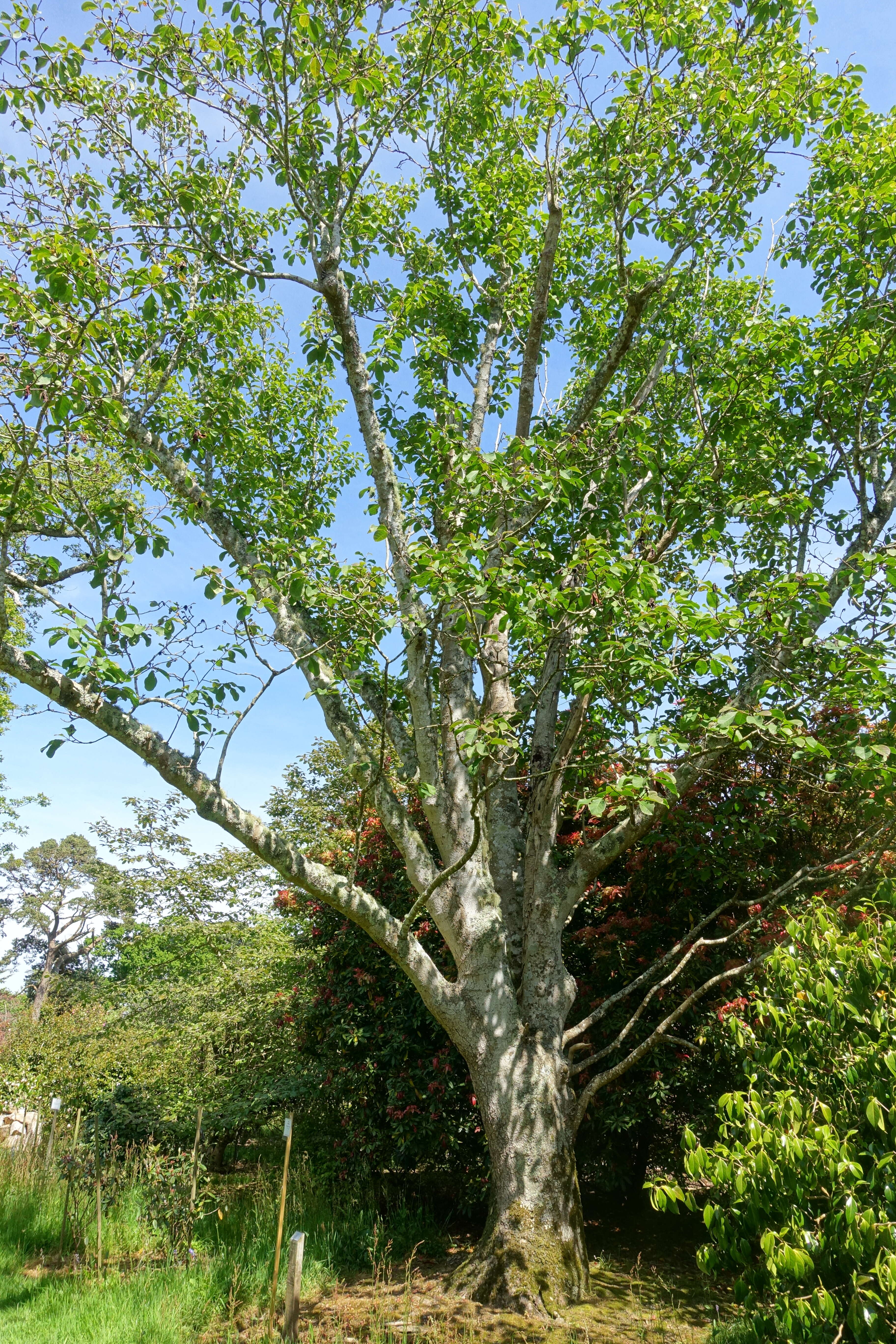 Image of Dawson's magnolia