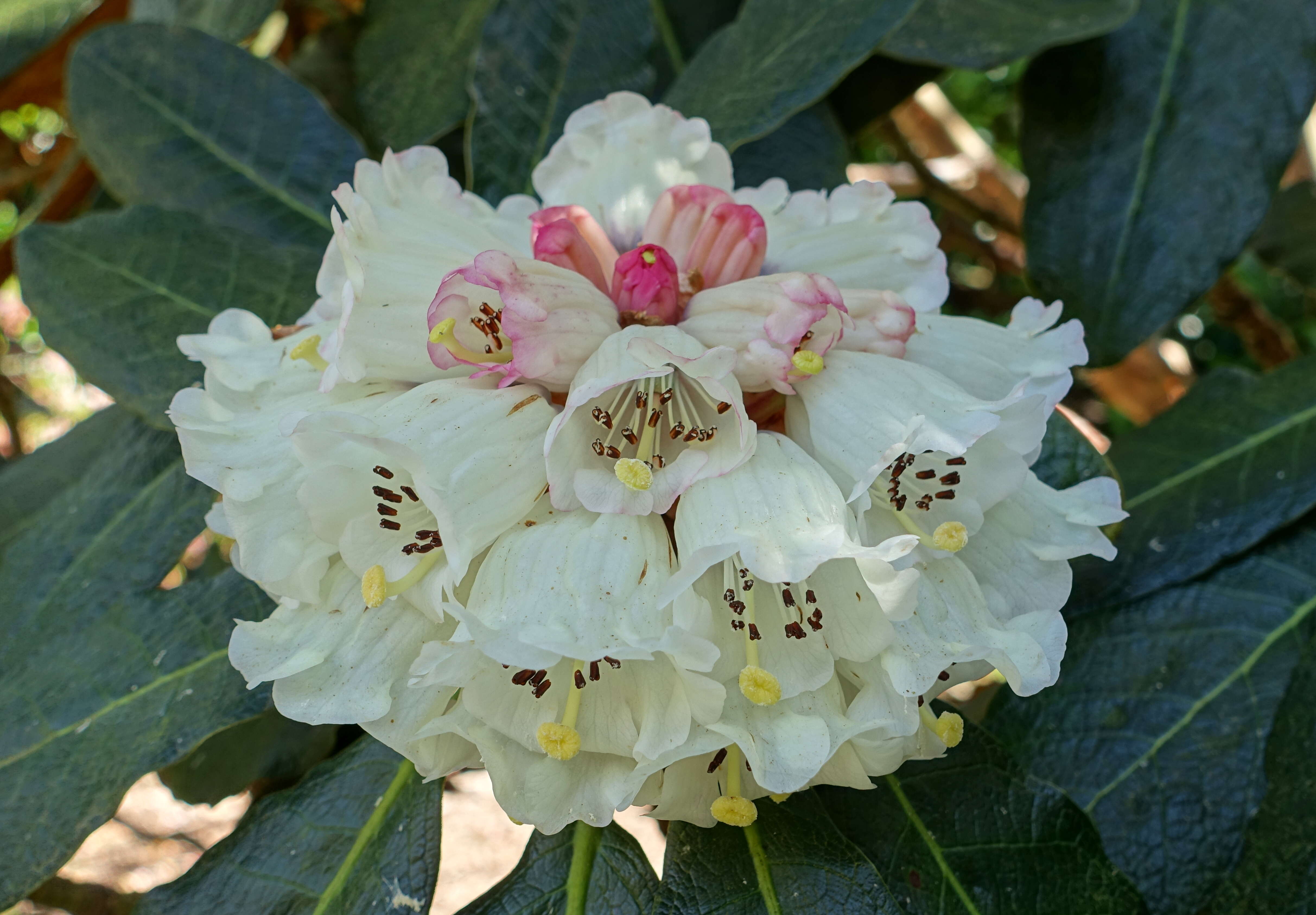 صورة Rhododendron sinogrande I. B. Balf. & W. W. Sm.