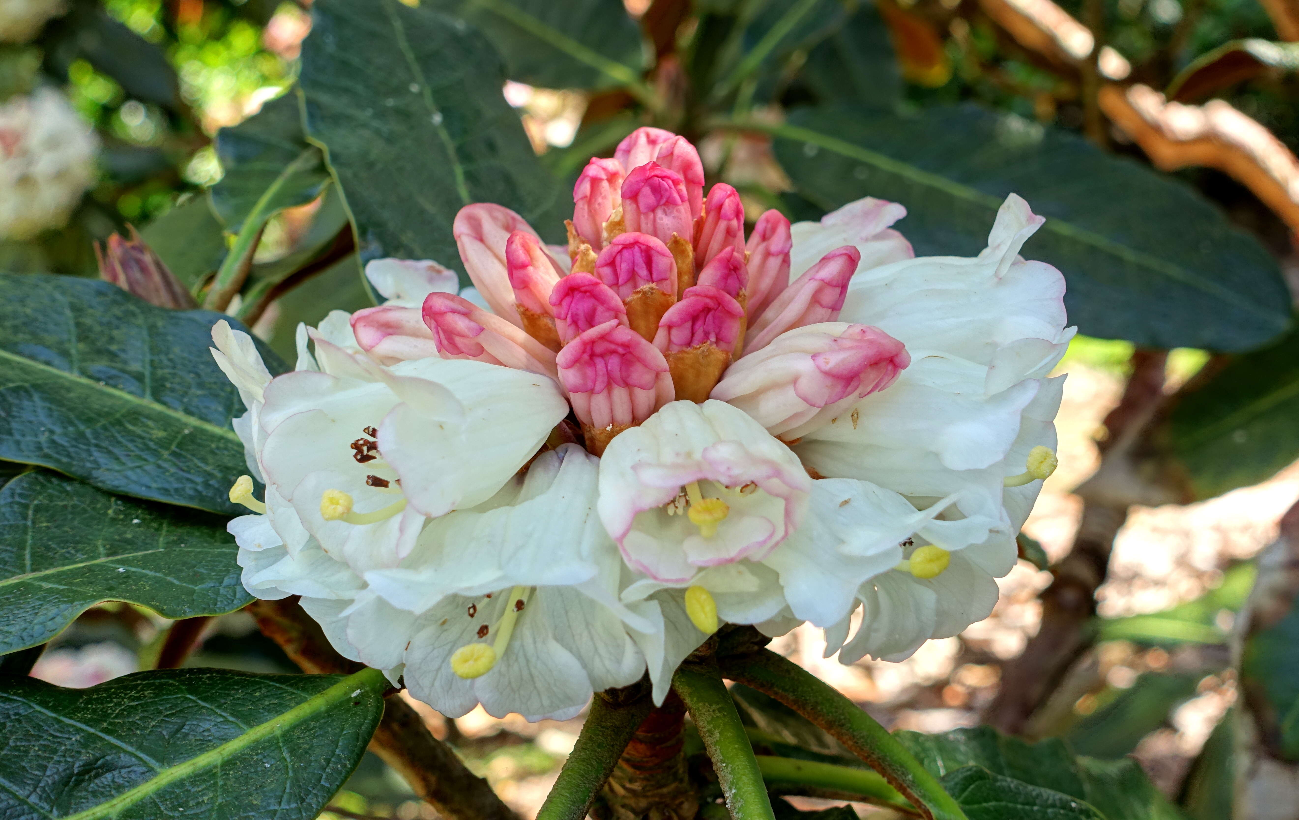 صورة Rhododendron sinogrande I. B. Balf. & W. W. Sm.