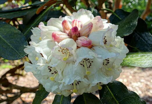 صورة Rhododendron sinogrande I. B. Balf. & W. W. Sm.