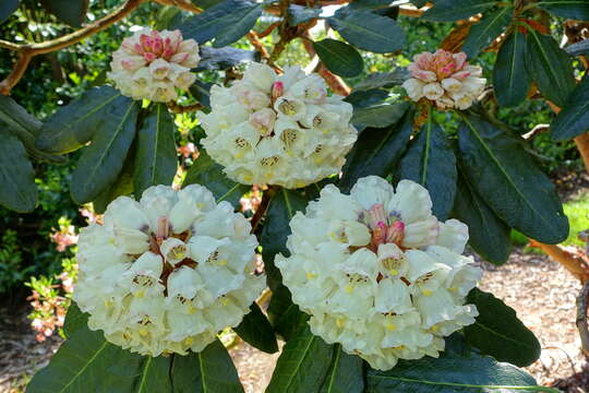 صورة Rhododendron sinogrande I. B. Balf. & W. W. Sm.