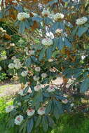 صورة Rhododendron sinogrande I. B. Balf. & W. W. Sm.