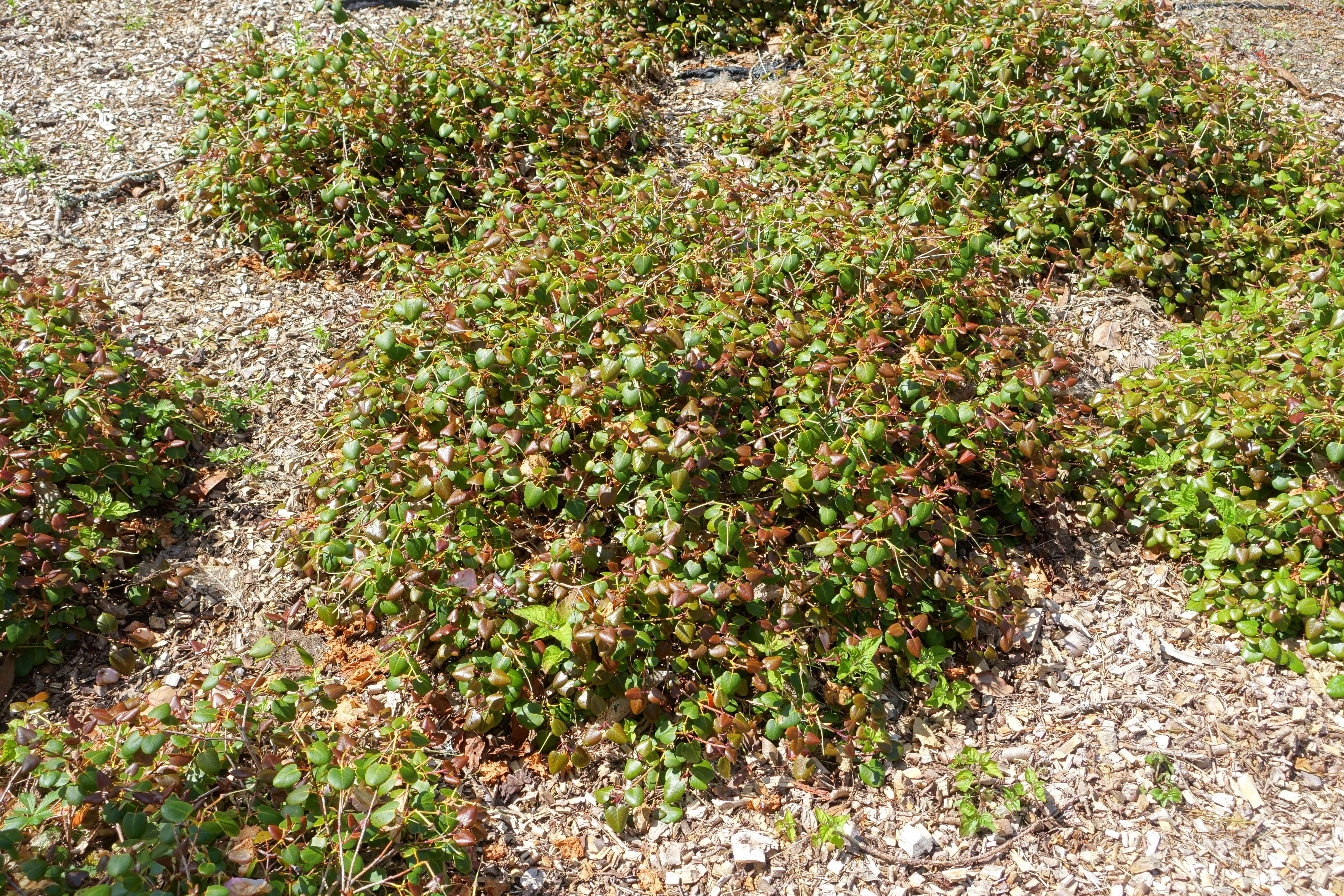 Image of Rhododendron williamsianum Rehder & E. H. Wilson