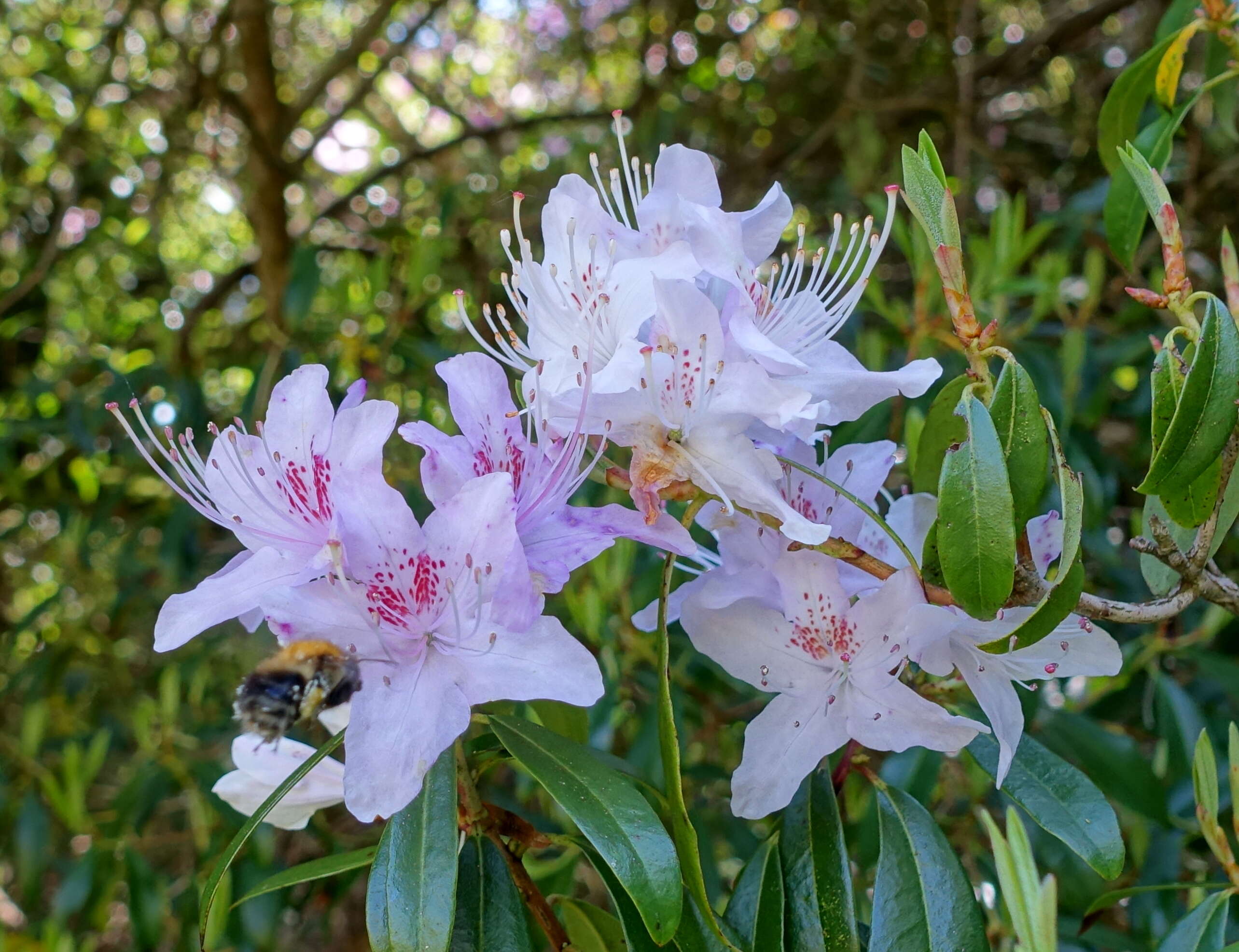 صورة Rhododendron davidsonianum Rehder & Wilson