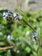 Image of Early Forget-me-not