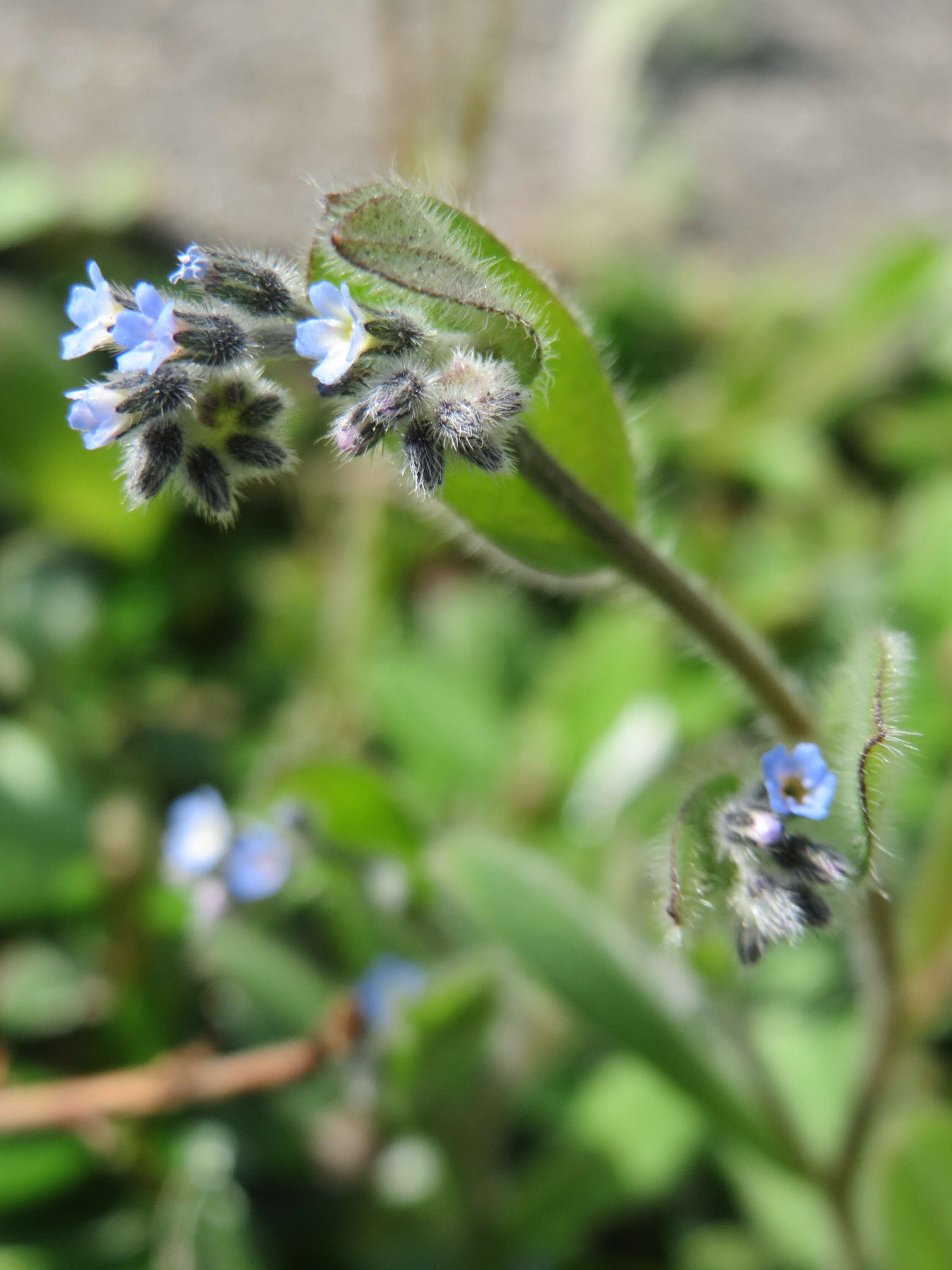 Image of Early Forget-me-not