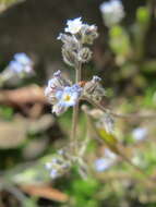 Image of Early Forget-me-not