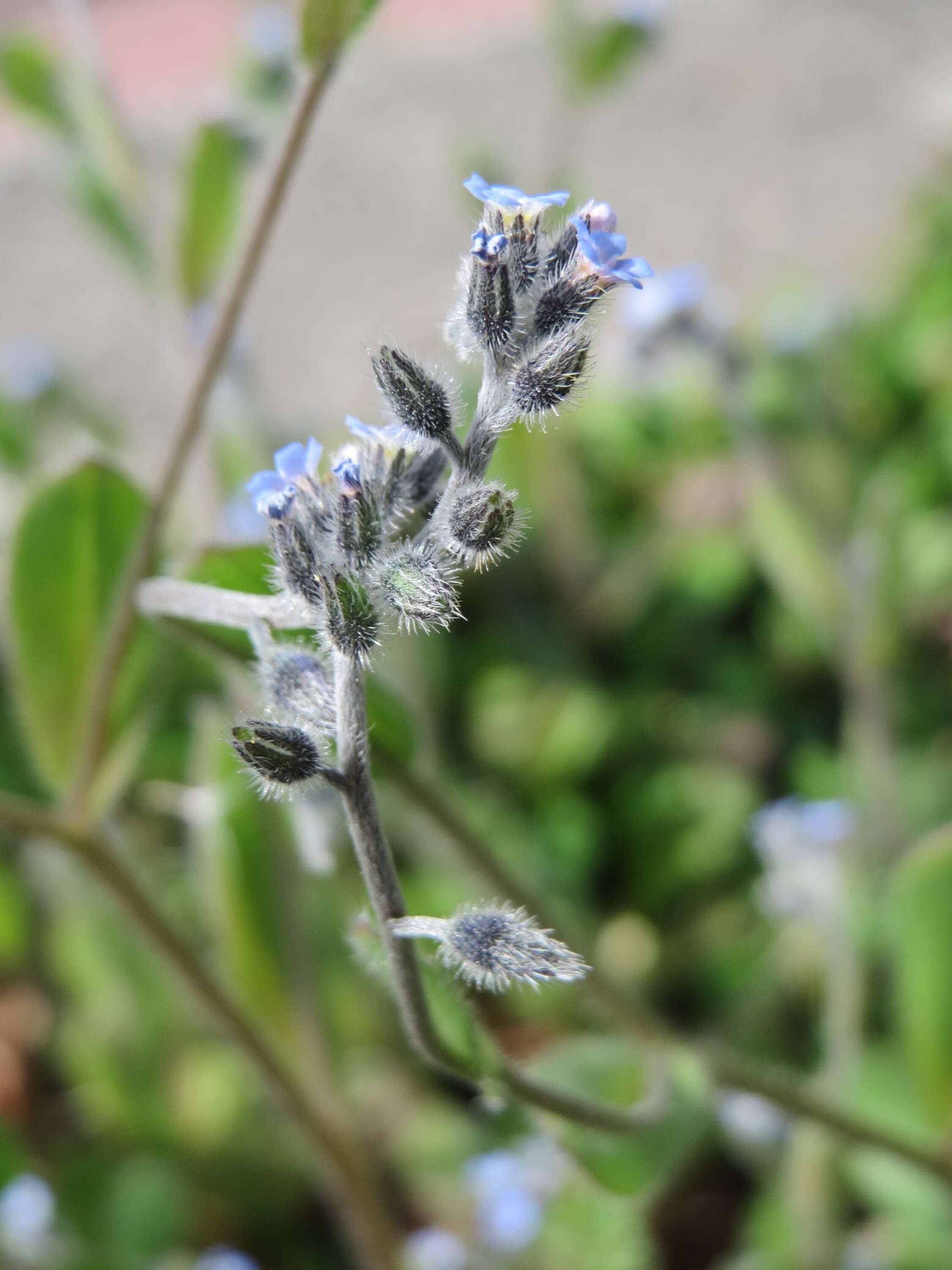 Image of Early Forget-me-not