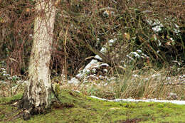 Image of Eurasian Green Woodpecker