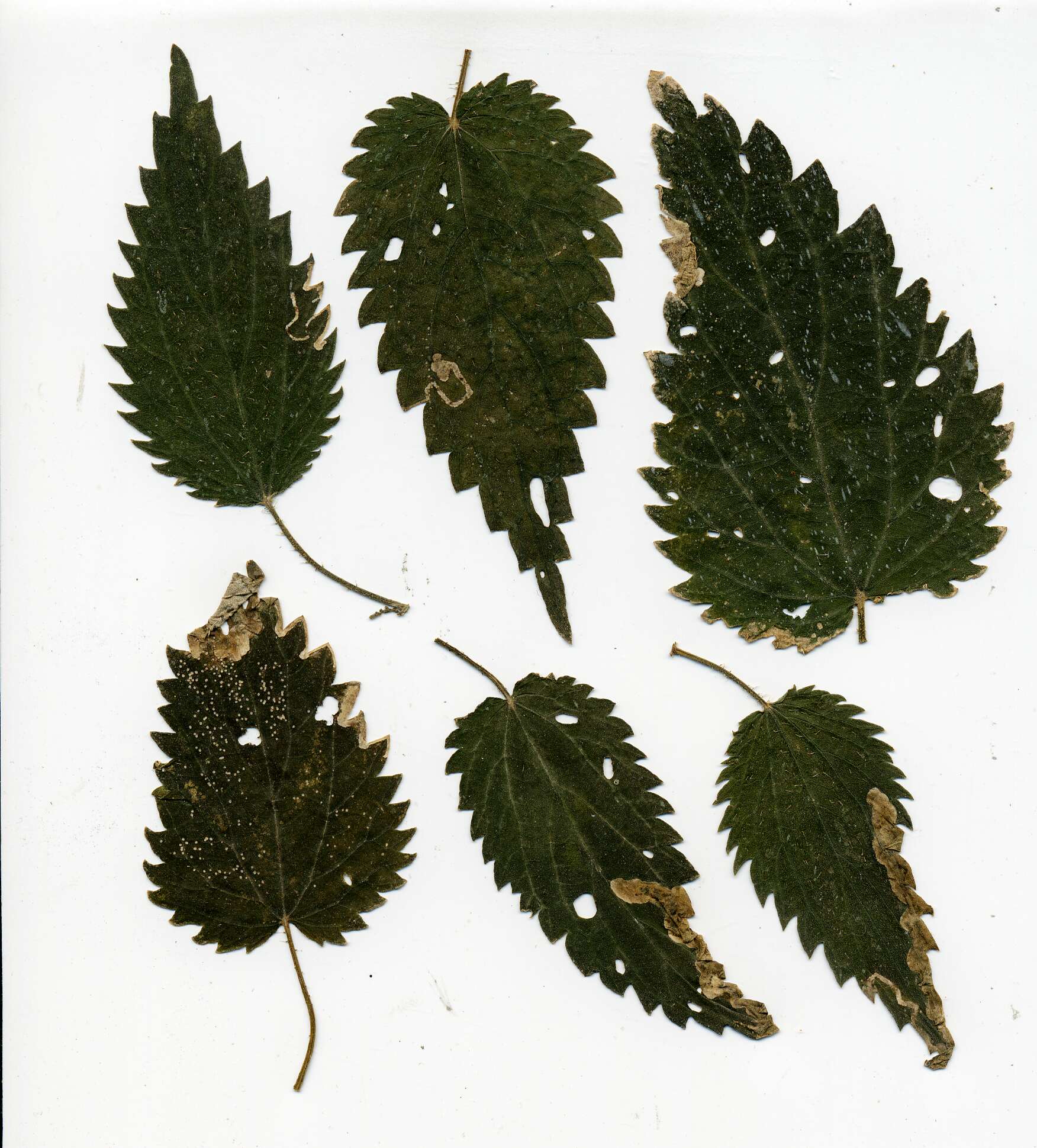 Image of Agromyza reptans Fallen 1823