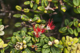 Image of Lehua Papa