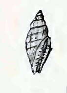 Image of Citharomangelia quadrilineata (G. B. Sowerby Iii 1913)