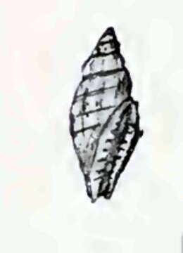 Citharomangelia quadrilineata (G. B. Sowerby Iii 1913) resmi