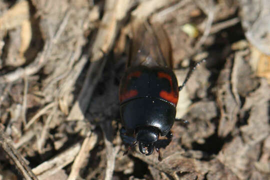 Image of Hister quadrimaculatus Linnaeus 1758