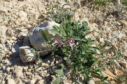 Image of night scented stock