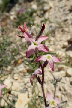 Image of night scented stock