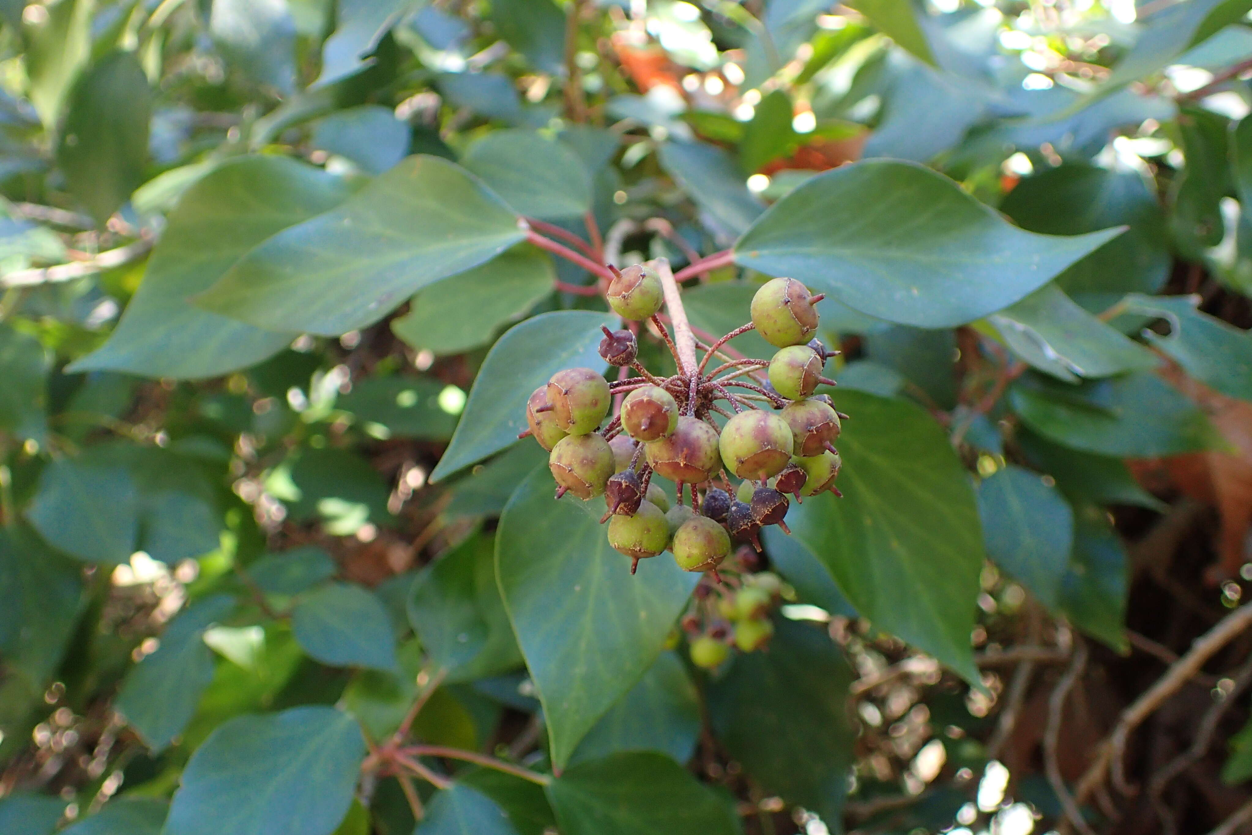 Imagem de Hedera pastuchovii Woronow