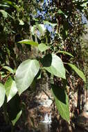 Image de Hedera pastuchovii Woronow