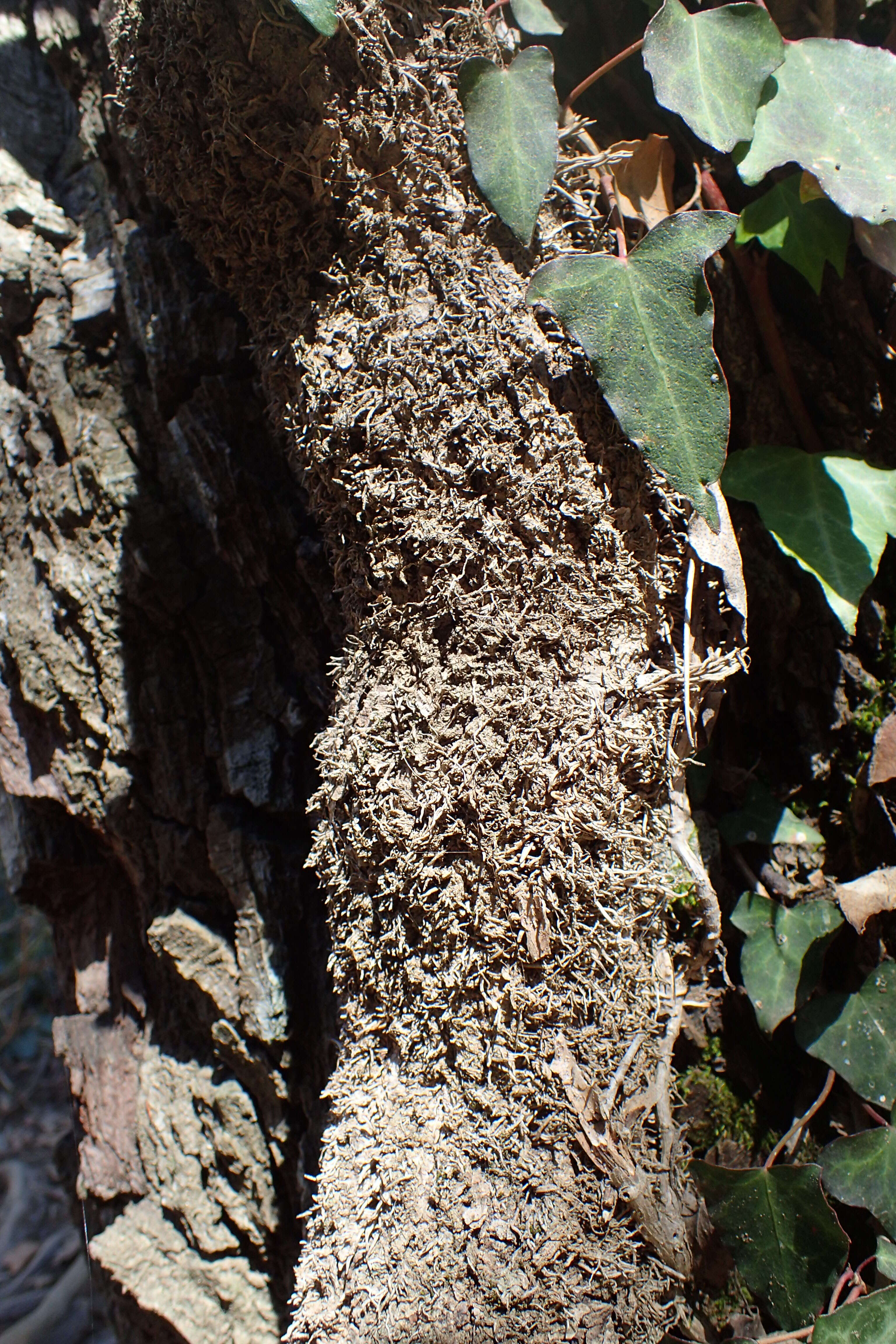 Imagem de Hedera pastuchovii Woronow