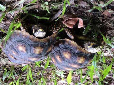 Image of Red-footed Tortoise