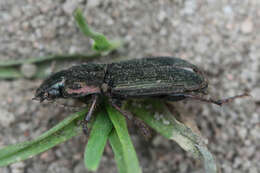 Image of Harpalus (Harpalus) distinguendus (Duftschmid 1812)