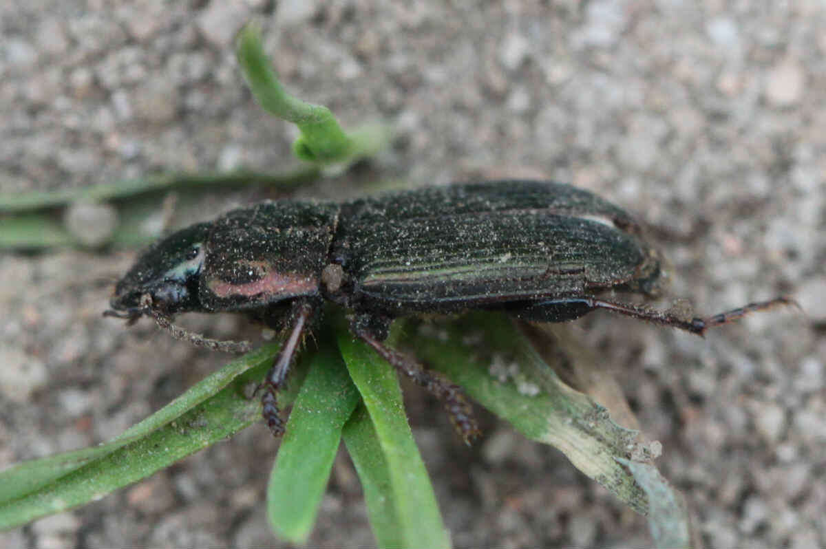 Image of Harpalus (Harpalus) distinguendus (Duftschmid 1812)