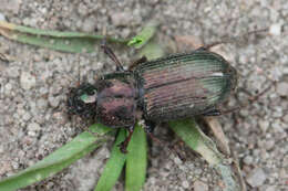 Image de Harpalus (Harpalus) distinguendus (Duftschmid 1812)