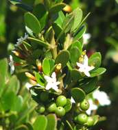 Alyxia buxifolia R. Br. resmi