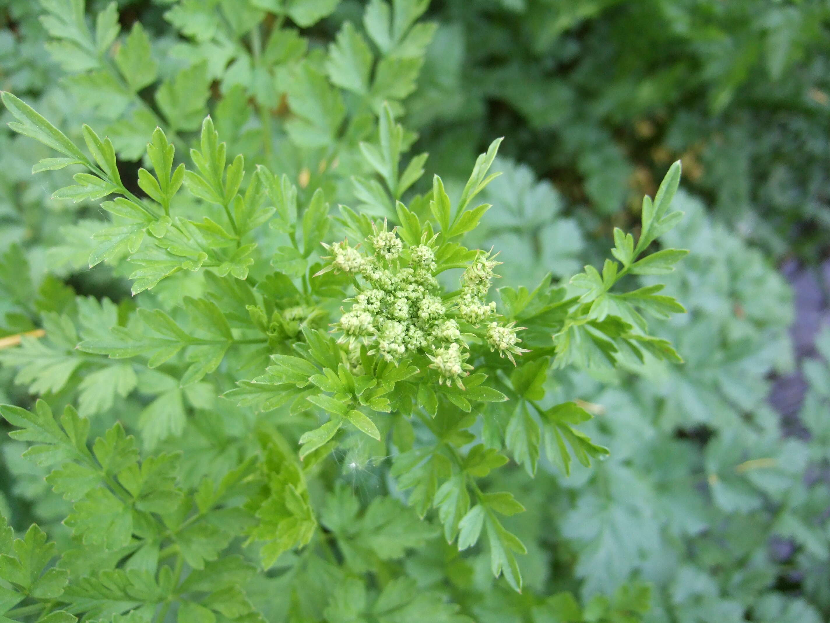 Image of hemlock water-dropwort