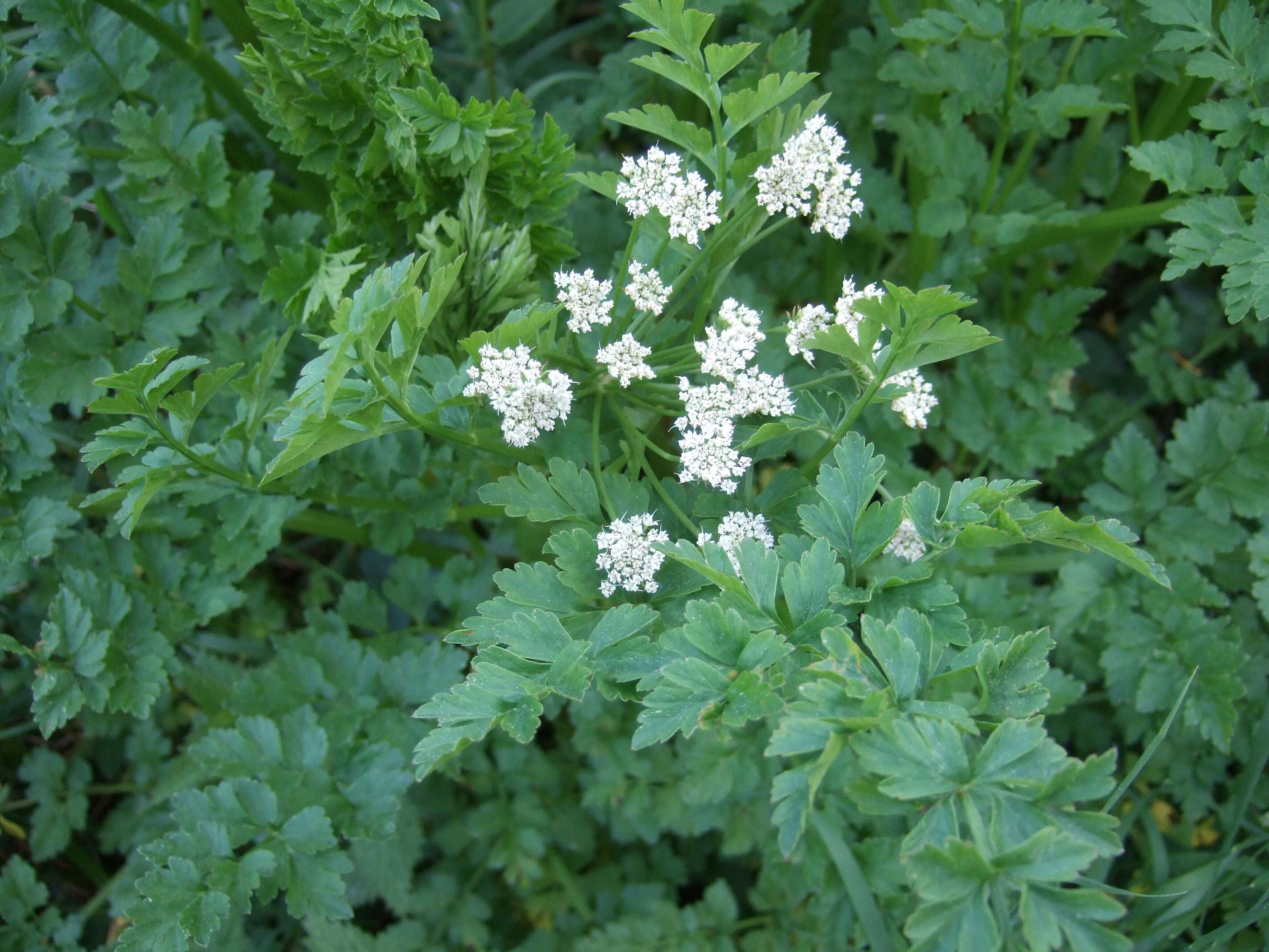 Слика од Oenanthe crocata L.