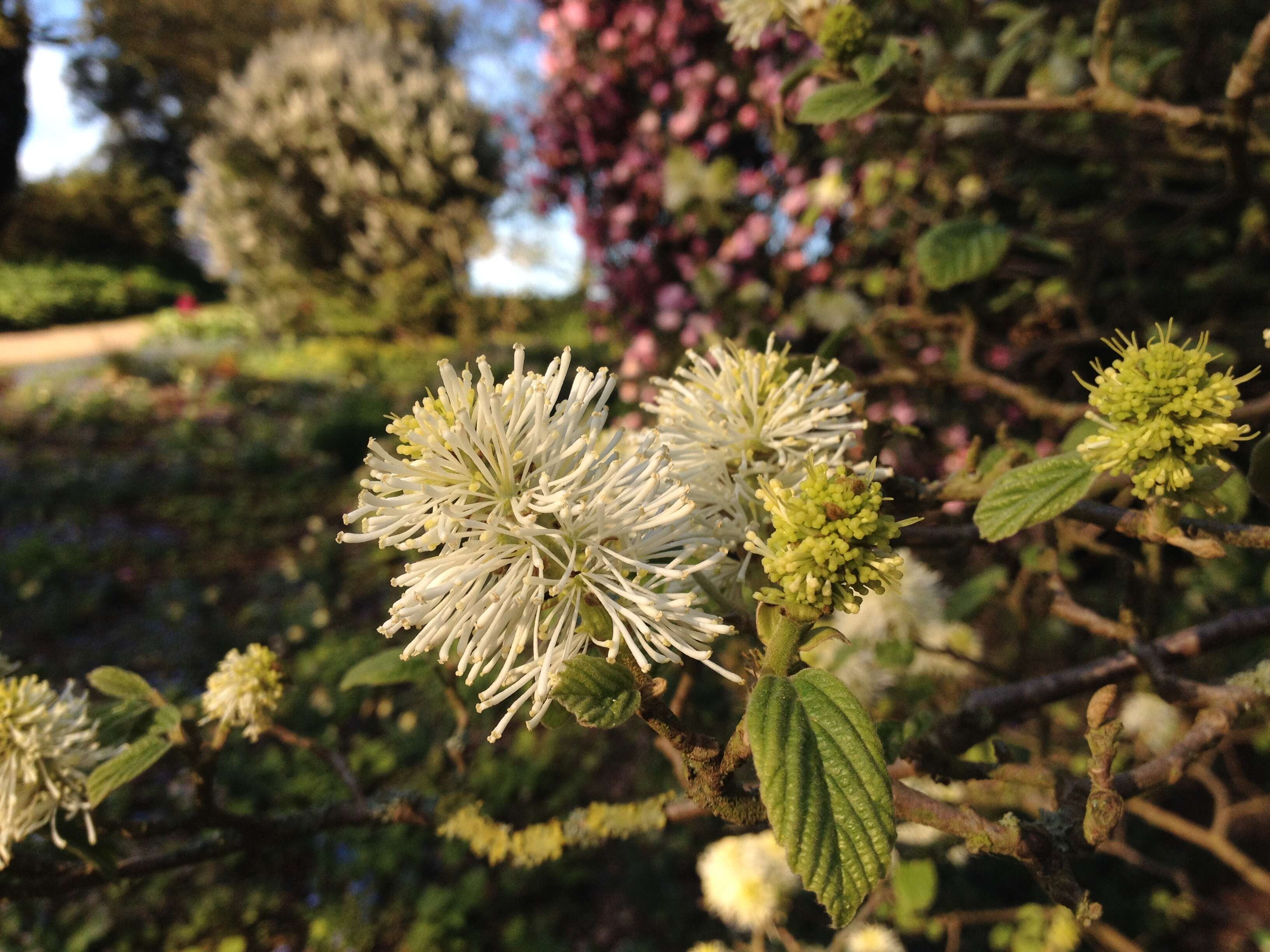 Imagem de Fothergilla gardenii Murr.