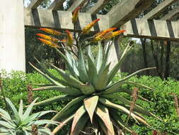 Image of Mountain aloe