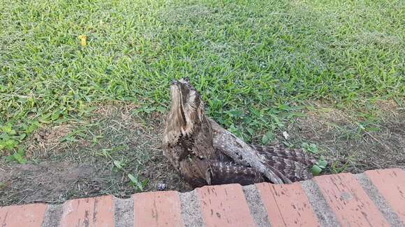 Image of Common Potoo