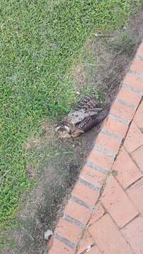 Image of Common Potoo