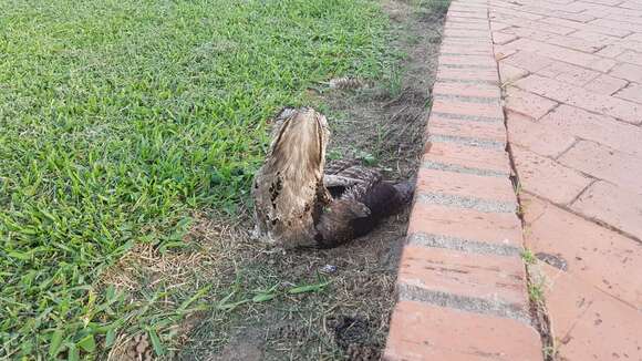 Image of Common Potoo