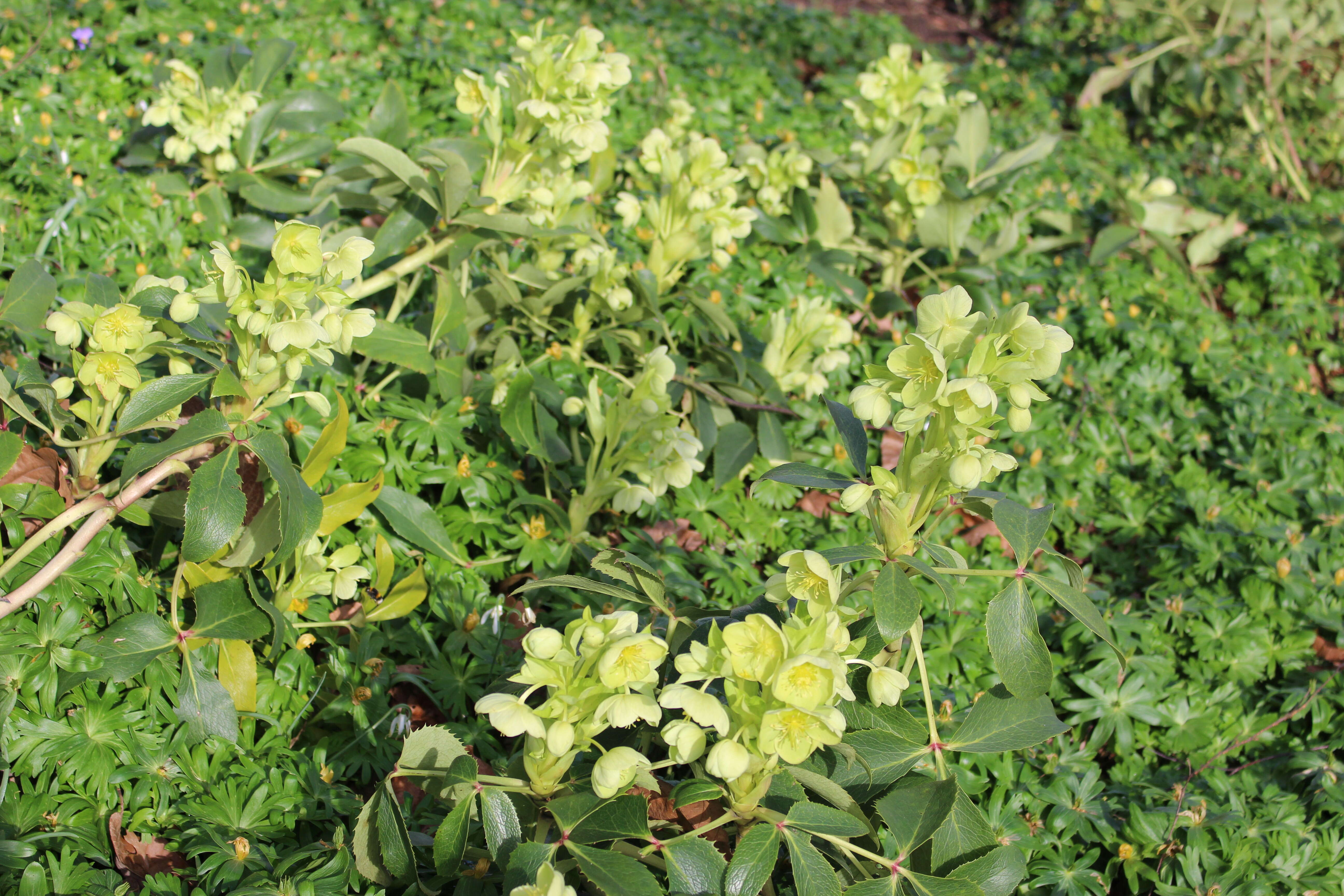 Image of Corsican hellebore