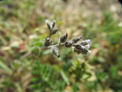 Image of Early Forget-me-not