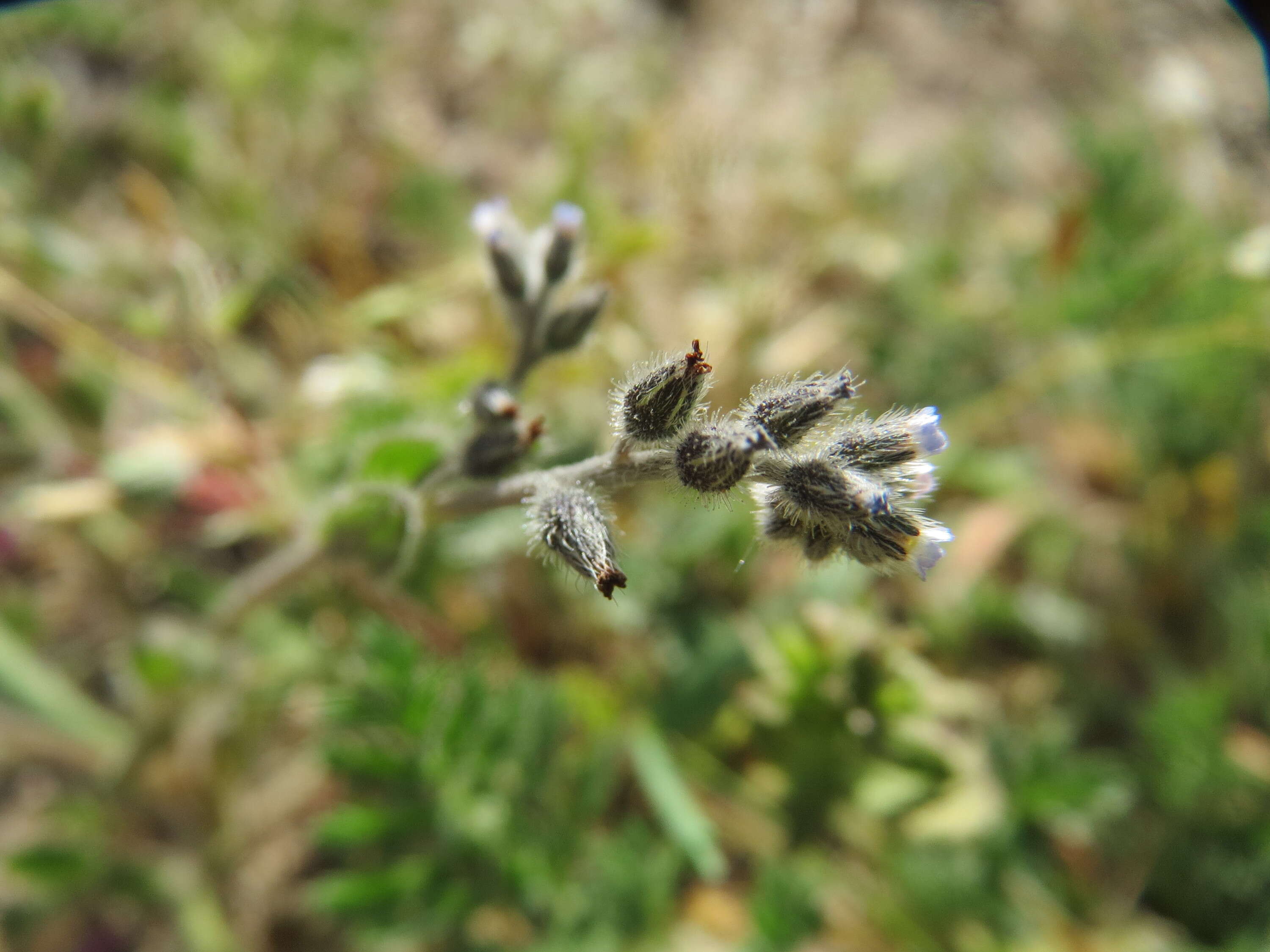 Image of Early Forget-me-not