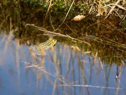 Image of Pelophylax esculentus