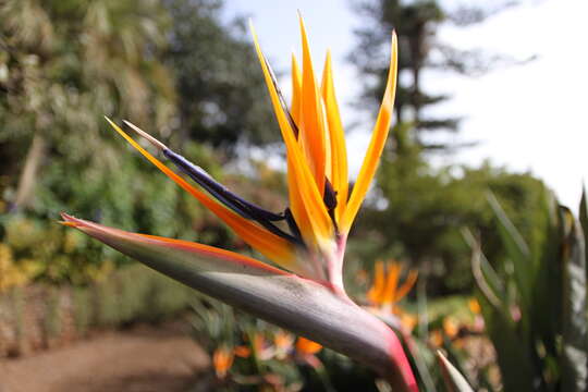 Image of Bird of paradise plant