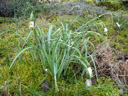 Image of Queen Olga's Snowdrop