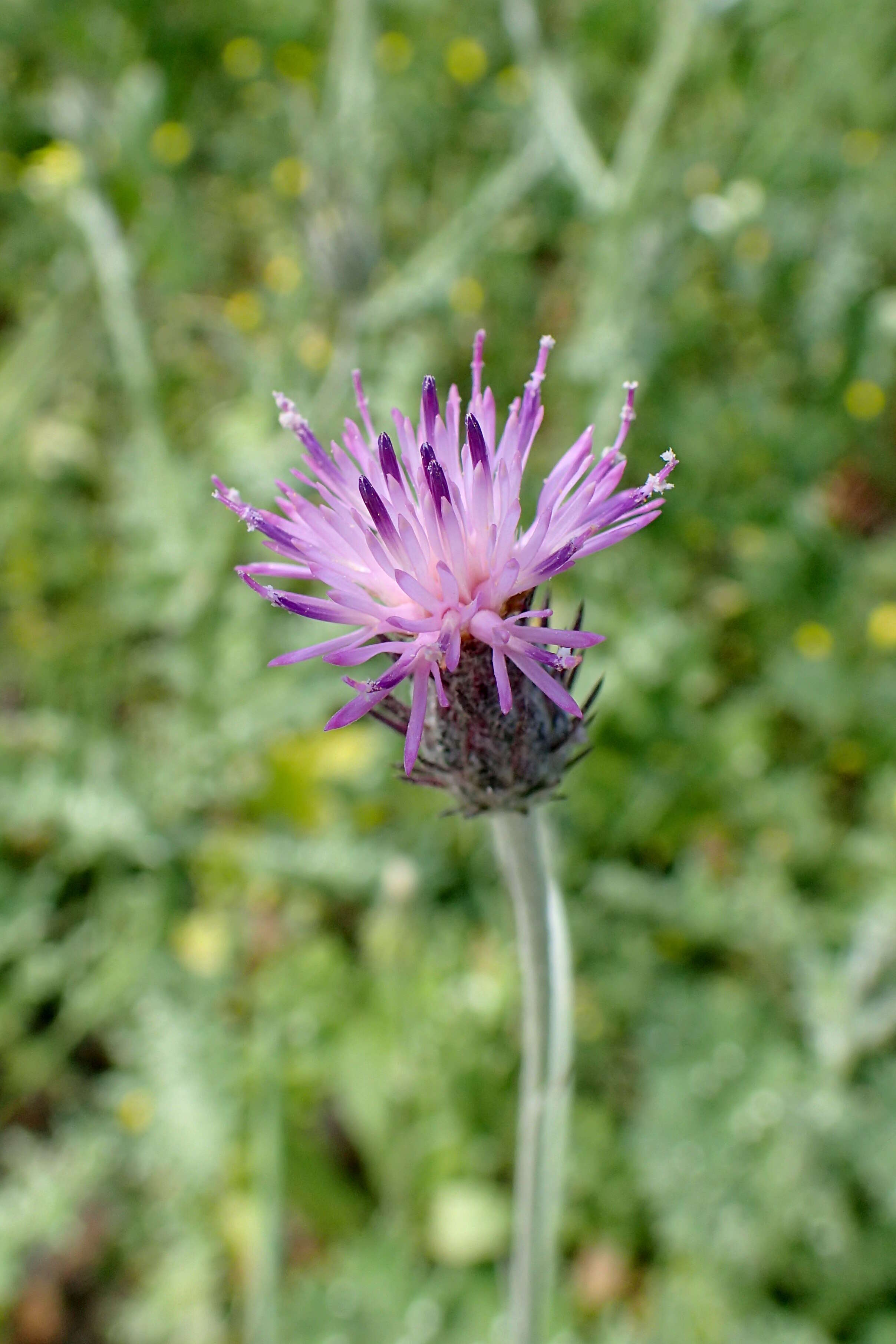 Image de Carduus argentatus L.