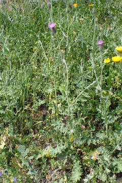 Image of Silver Thistle