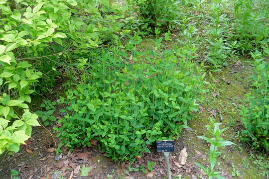 Image of Large-flowered St John's-wort