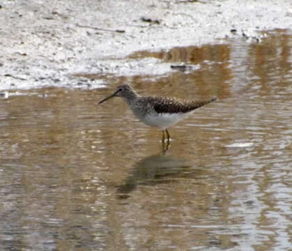 Image of Solitary Sandpiper